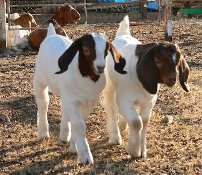 Kid's Play Boer Goats