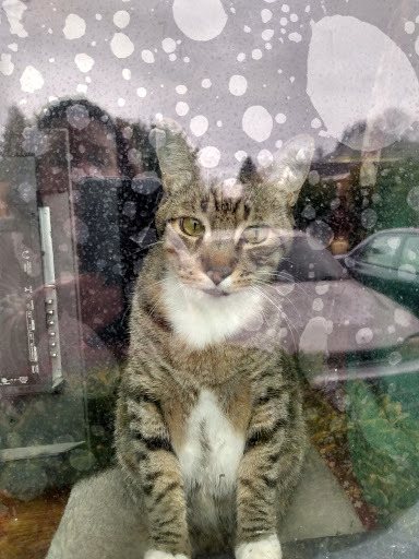 Copy Shop «Copy Cats», reviews and photos, 1567 Edgewater St NW, Salem, OR 97304, USA