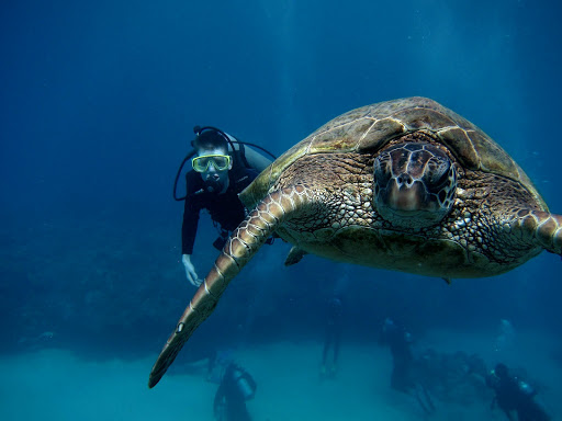 Manini Dive Company Hawaii