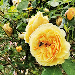 Photo n° 6 de l'avis de Gilles.e fait le 26/06/2021 à 17:24 pour Les Jardins de Callunes à Ban-de-Sapt