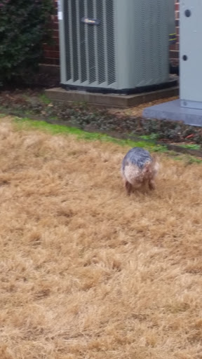 Park «Germany Park», reviews and photos, 6401 Lomo Alto Dr, Dallas, TX 75205, USA