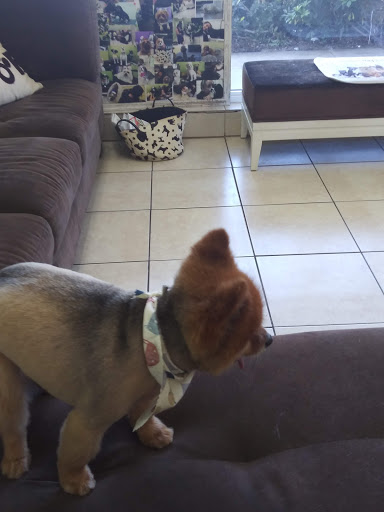 Pet Groomer «Mario`s Pet Grooming & Boutique», reviews and photos, 708 SE 17th St, Fort Lauderdale, FL 33316, USA