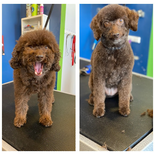 Pet Store «Healthy Pets Mountain West», reviews and photos, 2352 Fort Union Blvd, Cottonwood Heights, UT 84121, USA