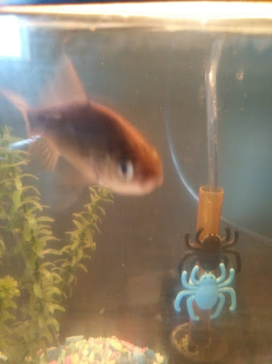 Pet Store «Creekside Pets & Supplies», reviews and photos, 1811 Abbott Rd, Lackawanna, NY 14218, USA