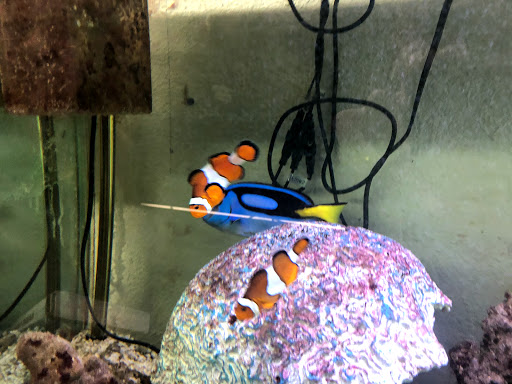 Tropical Fish Store «Tropical Treasures», reviews and photos, 2212 E Platte Ave, Colorado Springs, CO 80909, USA