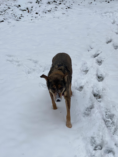 All Walks of Life Mobile Veterinary image