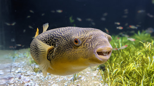 Tropical Fish Store «Aquarium Co-Op», reviews and photos, 9661 Firdale Ave, Edmonds, WA 98020, USA