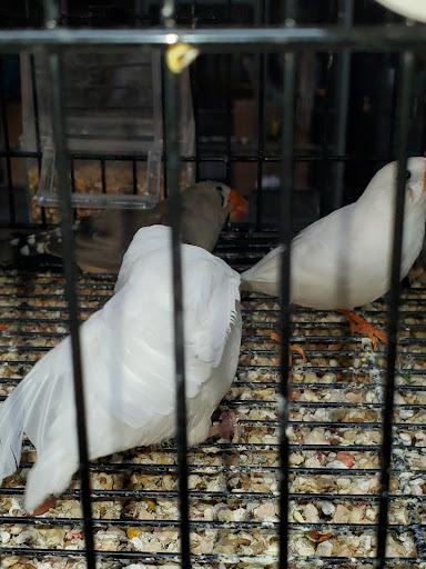 Pet Store «Brooklyn Zoo & Aquarium Pet Store», reviews and photos, 2377 Ralph Ave, Brooklyn, NY 11234, USA