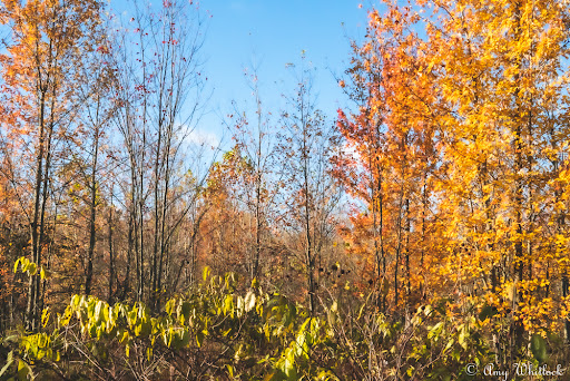 Nature Preserve «Beanblossom Bottoms Nature Preserve - Sycamore Land Trust», reviews and photos, N Woodall Rd, Ellettsville, IN 47429, USA