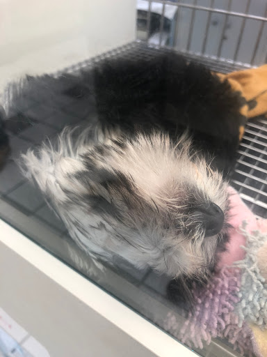 Pet Store «Family Pet Center», reviews and photos, 1401 Greenbrier Pkwy, Chesapeake, VA 23320, USA