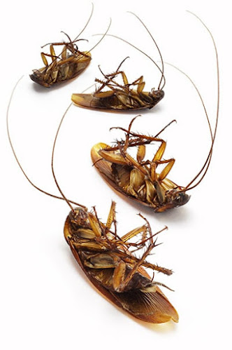 Reviews of Cockroach Exterminators in London - Pest control service