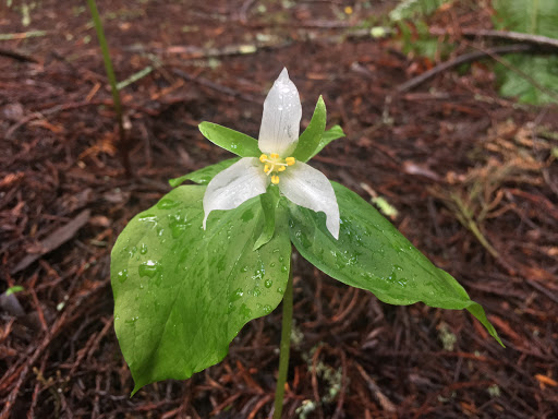 Nature Preserve «LandPaths Grove of Old Trees», reviews and photos, 17599 Fitzpatrick Ln, Occidental, CA 95465, USA