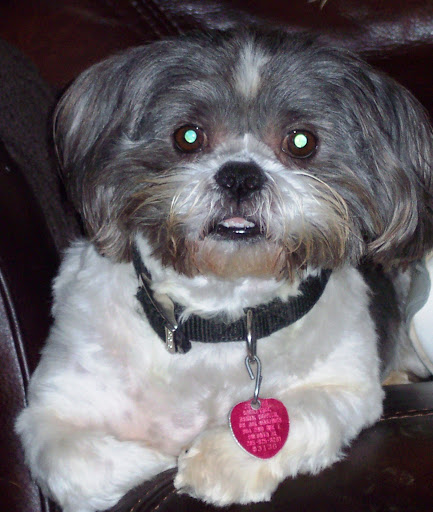 Pet Groomer «Klassy K-9 & Sassy Kat Resort & Spa», reviews and photos, 306 Railroad Ave, Oneonta, AL 35121, USA