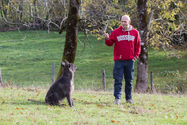 Jimmy Maerten - Éducateur canin comportementaliste - Besançon