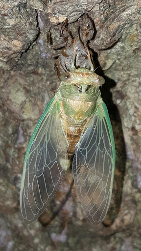 Park «Winnemac Park», reviews and photos, 5100 N Leavitt St, Chicago, IL 60625, USA