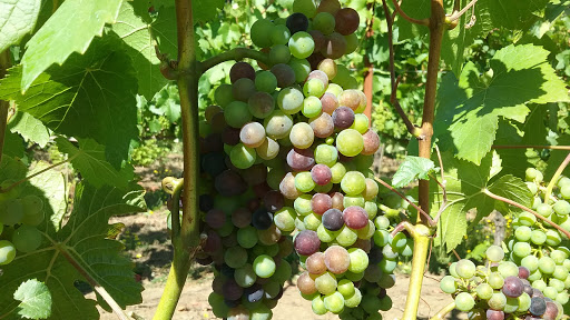 Winery «Hanson Vineyards», reviews and photos, 34948 S Barlow Rd, Woodburn, OR 97071, USA