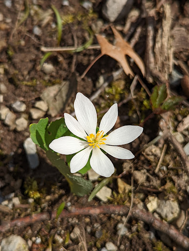 Golf Course «Lyon Oaks Golf Club», reviews and photos, 52251 Pontiac Trail, Wixom, MI 48393, USA