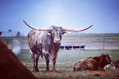 B4 Cattle Company LLC & Grass Fed Longhorn Beef