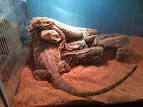 Ideal Pet Warehouse Ltd - Photo 8 - Car repair in New York, NY, Queens