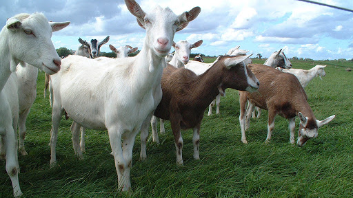 El Gallo Rojo Pet Shop, 5901 N Armenia Ave, Tampa, FL 33603, USA, 