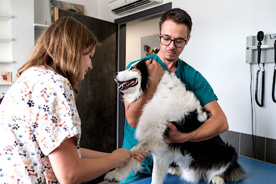 Clinique Vétérinaire Argos à Cernay
