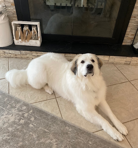 Boutique «Fetching Canine Grooming and Boutique», reviews and photos, 1490 W State Rd 434, Longwood, FL 32750, USA