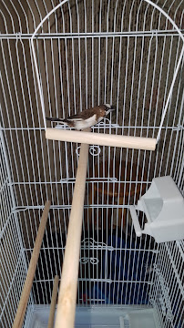 Bird Little Friend Pet Shop - Photo 3 - Car repair in Tampa, FL, Tampa
