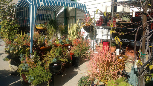 Florist «Plant Safari», reviews and photos, 653 N Central Ave, Upland, CA 91786, USA
