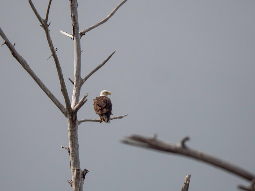 Nature Preserve «Grassy Waters Preserve», reviews and photos, 8264 Northlake Blvd, West Palm Beach, FL 33412, USA