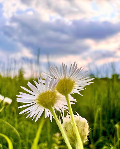 State Park «Monmouth Battlefield State Park», reviews and photos, 16 Business Route 33, Manalapan Township, NJ 07726, USA
