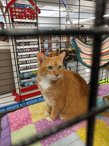Pet Supply Store «Petco Animal Supplies», reviews and photos, 8111 W Broward Blvd, Plantation, FL 33324, USA