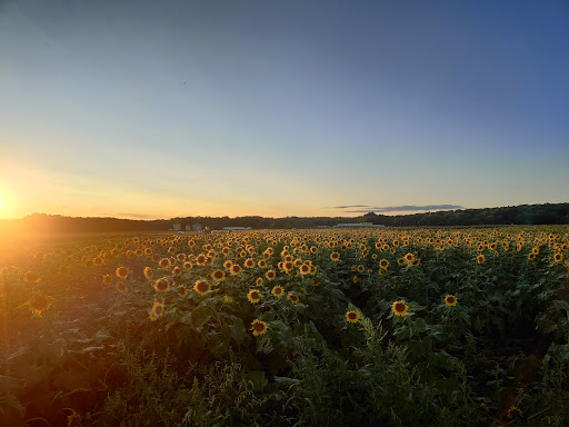 Sunflower Valley Farm image 5