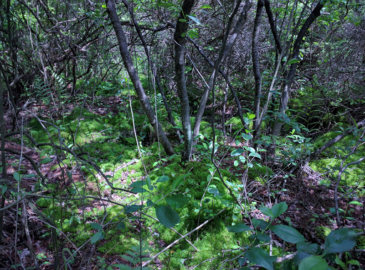Nature Preserve «Tom S Cooperrider-Kent Bog State Nature Preserve», reviews and photos, 1028 Meloy Rd, Kent, OH 44240, USA