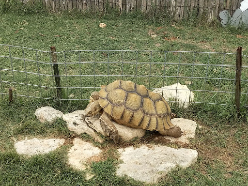 Zoo «The Exotic Resort Zoo», reviews and photos, 235 Zoo Trail, Johnson City, TX 78636, USA