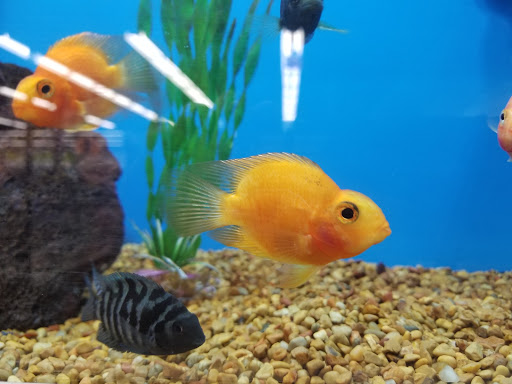 Pet Supply Store «Petco Animal Supplies», reviews and photos, 15475 Annapolis Rd #100, Bowie, MD 20715, USA