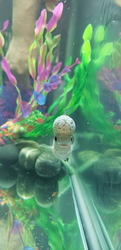 Pet Supply Store «Petco Animal Supplies», reviews and photos, 103 Commerce Way a, Woburn, MA 01801, USA