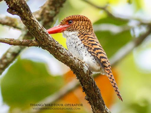 Vietnam bird shooting