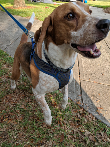 Art Museum «The Mennello Museum of American Art», reviews and photos, 900 E Princeton St, Orlando, FL 32803, USA