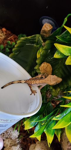 Pet Supply Store «PetSmart», reviews and photos, 2347 N Telegraph Rd, Monroe, MI 48162, USA