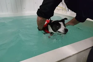 North Wales Canine Hydrotherapy image