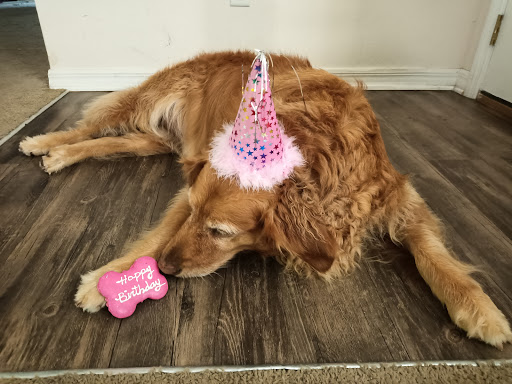 Pet Supply Store «Pet Supermarket», reviews and photos, 1040 Palm Coast Pkwy NW, Palm Coast, FL 32137, USA