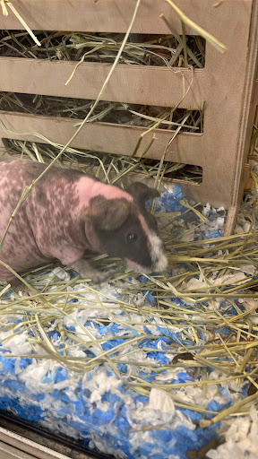 Pet Supply Store «PetSmart», reviews and photos, 16514 SW 88th St, Kendall, FL 33196, USA