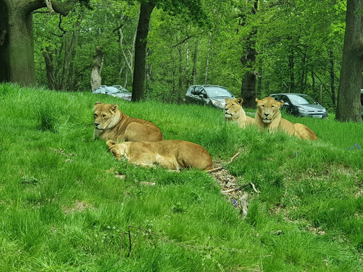 Knowsley Safari