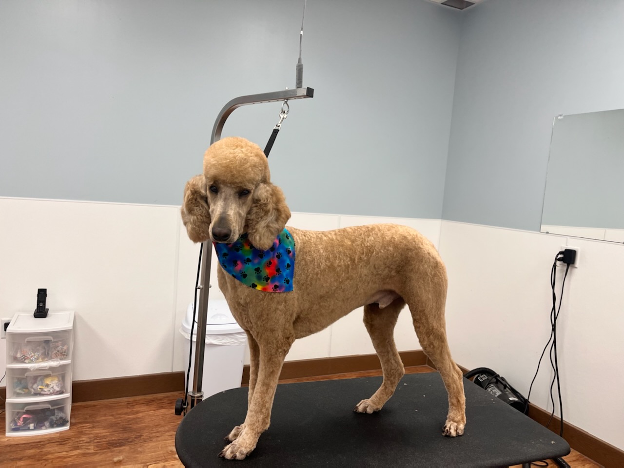 Camp Bow Wow Dog Grooming