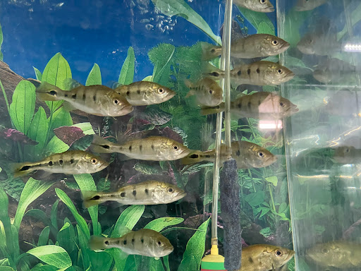 Pet Supply Store «Pet Zone Tropical Fish», reviews and photos, 4266 University Ave, San Diego, CA 92105, USA