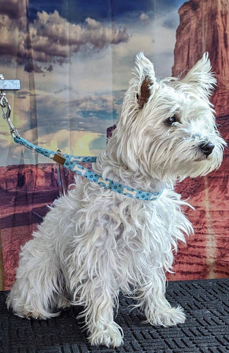 Clean and Simple Small Dog Grooming is PERMANENTLY CLOSED