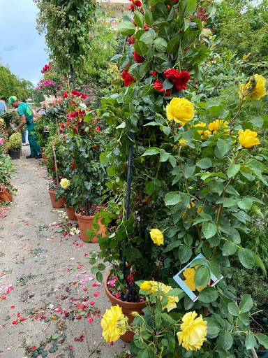 Exclusive Garden Tunari - magazin plante și flori ornamentale