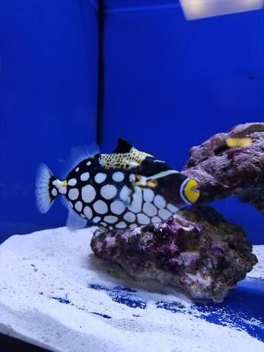 Tropical Fish Store «Exotic Aquatics», reviews and photos, 2929 Custer Rd #317, Plano, TX 75075, USA