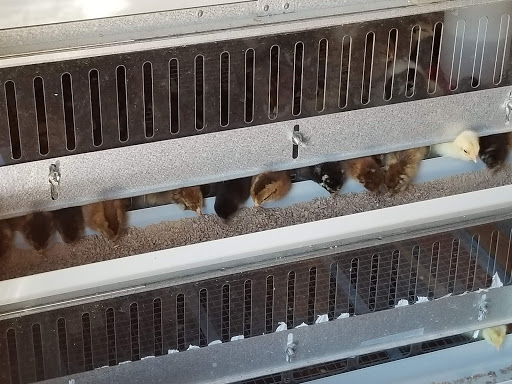 General Store «Homestead General Store», reviews and photos, 7781 Gholson Rd, Waco, TX 76705, USA