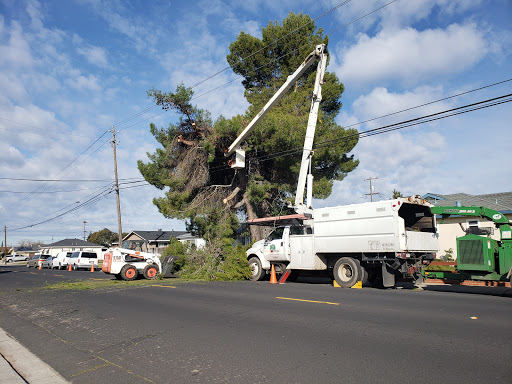 Steve's Tree Services